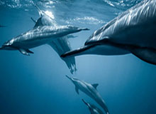 天博-【唯彩看球】排列三2025230期鱼儿说三推荐 精推独胆